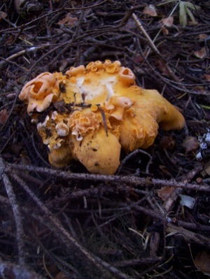 10/25/13 This is a very distorted Chanterelle.