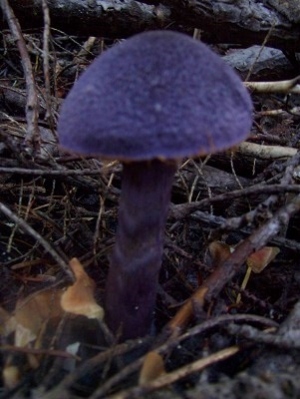 10/25/13 The Cortinarius violaceus is a deep purple almost black in color all the way through the mushroom..
