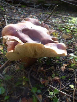 10/25/13 Another un-identified mushroom that intrigues us.