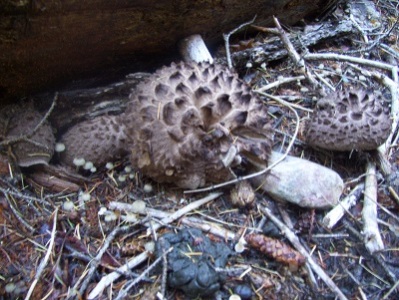 10/25/13 Hydnum imbricatum (shingled hedgehog) is a striking mushroom both in size and shape.