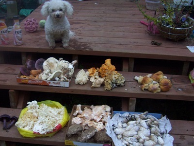 10/25/13 Missy overlooking the days haul of edible mushrooms.