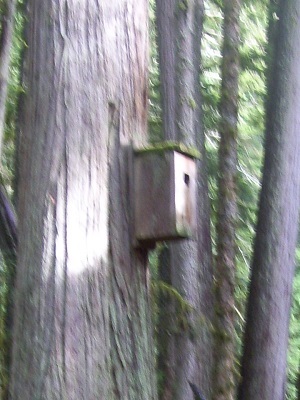 11/14/13 Close up of a bat box placed in an old growth forest on Federal land.