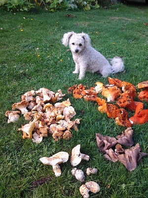 9/27/14 Missy sits beside the days haul of edibles.