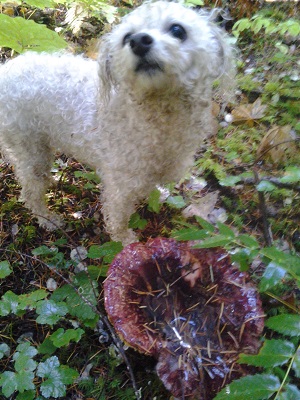 10/16/14 Missy and a Shrimp Russula.
