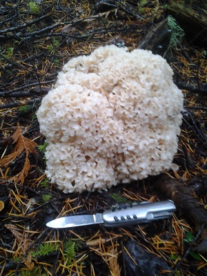 10/18/14 A Cauliflower mushroom.