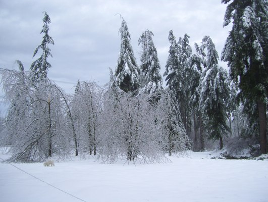 01/20/12 Big ice storm, view of the cystalized back yard.