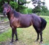 picture of Cassie, 3 year old foxtrotter mare